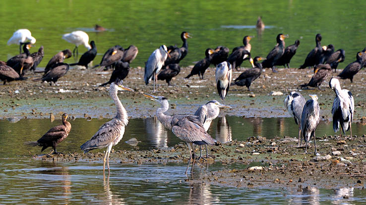 Wetland Park - A Natural Wonderland Ideal for A Visit with Children